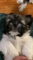 Cookie, a male Shih Tzu for sale in Waterbury, CT – Photo 1 of 3