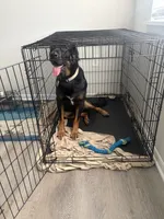 Apollo , a male Rottweiler and Labrador Retriever for sale in Jacksonville Beach, FL – 3 of 5