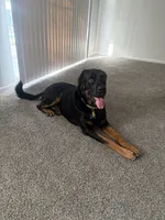 Apollo , a male Rottweiler and Labrador Retriever for sale in Jacksonville Beach, FL – 1 of 5