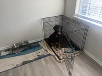 Apollo , a male Rottweiler and Labrador Retriever for sale in Jacksonville Beach, FL – 2 of 5