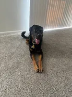 Apollo , a male Rottweiler and Labrador Retriever for sale in Jacksonville Beach, FL – 4 of 5