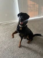 Apollo , a male Rottweiler and Labrador Retriever for sale in Jacksonville Beach, FL – 5 of 5