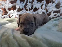 Minerva, a female Great Dane for sale in Fort Worth, TX – 6 of 7