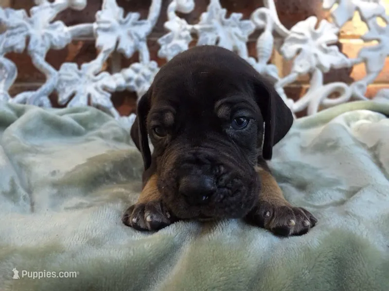 Padfoot – Great Dane puppy for sale in Fort Worth, TX