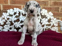 Buck, a male Great Dane for sale in Fort Worth, TX – Photo 1 of 8