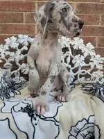 Buck - Euro TPC, a male Great Dane for sale in Fort Worth, TX – Photo 4 of 8