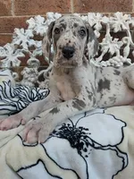 Buck - Euro TPC, a male Great Dane for sale in Fort Worth, TX – Photo 5 of 8