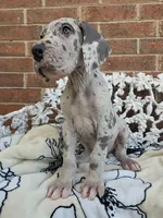 Buck - Euro TPC, a male Great Dane for sale in Fort Worth, TX – Photo 1 of 8