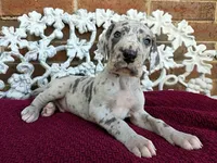 Buck, a male Great Dane for sale in Fort Worth, TX – Photo 4 of 8