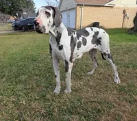Buck, a male Great Dane for sale in Fort Worth, TX – Photo 7 of 8