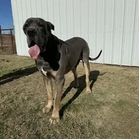 Buck - Euro TPC, a male Great Dane for sale in Fort Worth, TX – Photo 8 of 8