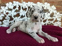 Buck, a male Great Dane for sale in Fort Worth, TX – Photo 2 of 8