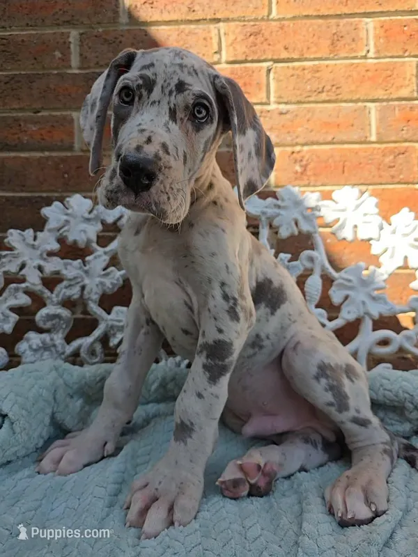 Buck - Euro TPC – Great Dane puppy for sale in Fort Worth, TX