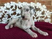 Buck, a male Great Dane for sale in Fort Worth, TX – Photo 3 of 8