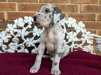 Buck, a male Great Dane for sale in Fort Worth, TX – Photo 6 of 8