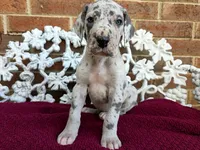 Buck, a male Great Dane for sale in Fort Worth, TX – Photo 5 of 8