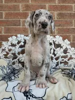 Buck - Euro TPC, a male Great Dane for sale in Fort Worth, TX – Photo 3 of 8