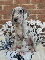 Buck - Euro TPC, a male Great Dane for sale in Fort Worth, TX – Photo 2 of 8