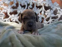 Minerva, a female Great Dane for sale in Fort Worth, TX – 3 of 7