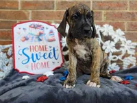 Umbrige , a female Great Dane for sale in Fort Worth, TX – 2 of 9