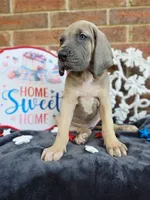 Tonks, a female Great Dane for sale in Fort Worth, TX – 6 of 10