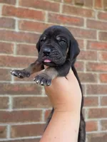 Padfoot, a male Great Dane for sale in Fort Worth, TX – 2 of 6