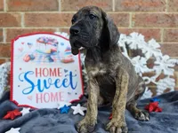 Nagini, a female Great Dane for sale in Fort Worth, TX – 2 of 10