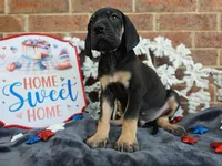 Padfoot, a male Great Dane for sale in Fort Worth, TX – 4 of 8