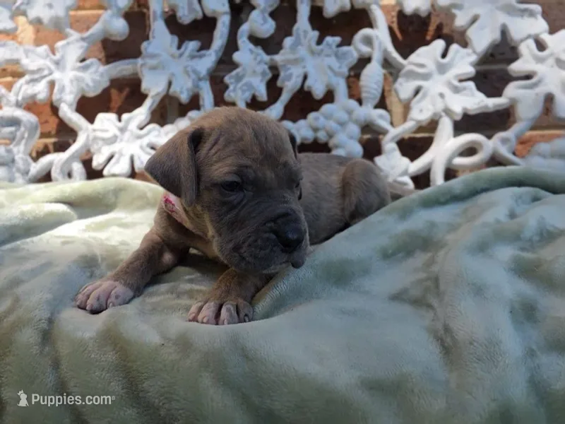 Minerva – Great Dane puppy for sale in Fort Worth, TX