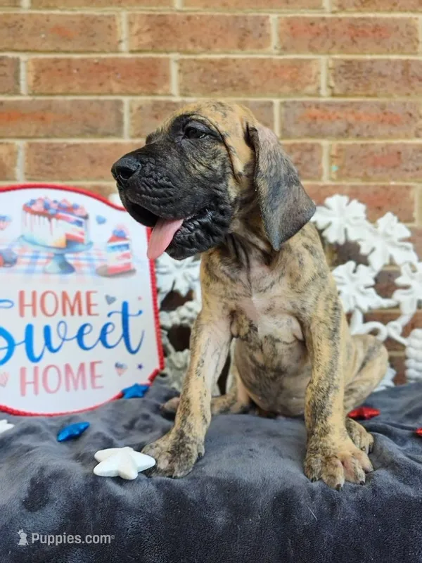 Peeves – Great Dane puppy for sale in Fort Worth, TX