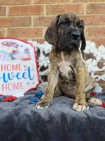 Umbrige , a female Great Dane for sale in Fort Worth, TX – 1 of 9