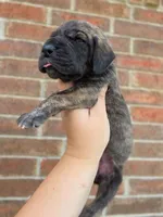 Nagini, a female Great Dane for sale in Fort Worth, TX – 1 of 6