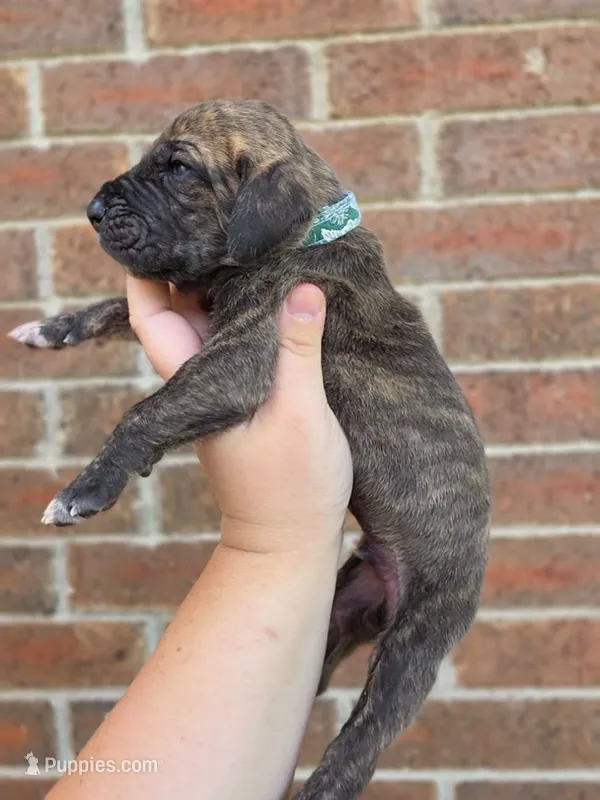 Nimbus – Great Dane puppy for sale in Fort Worth, TX
