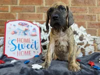 Peeves, a male Great Dane for sale in Fort Worth, TX – 2 of 9