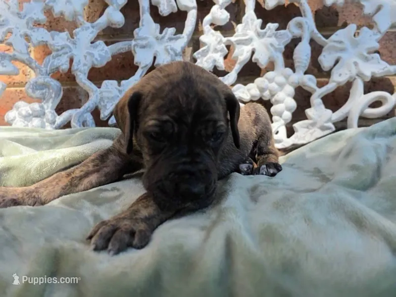 Nagini – Great Dane puppy for sale in Fort Worth, TX