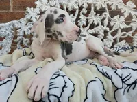 Mira - Euro TPC, a female Great Dane for sale in Fort Worth, TX – Photo 6 of 9