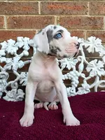 Mira, a female Great Dane for sale in Fort Worth, TX – Photo 6 of 8