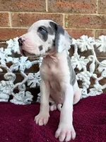 Mira, a female Great Dane for sale in Fort Worth, TX – Photo 3 of 8