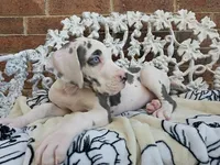 Mira - Euro TPC, a female Great Dane for sale in Fort Worth, TX – Photo 7 of 9