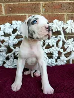 Mira, a female Great Dane for sale in Fort Worth, TX – Photo 2 of 8