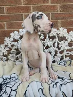 Mira - Euro TPC, a female Great Dane for sale in Fort Worth, TX – Photo 3 of 9