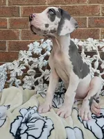 Mira - Euro TPC, a female Great Dane for sale in Fort Worth, TX – Photo 4 of 9