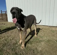 Mira, a female Great Dane for sale in Fort Worth, TX – Photo 8 of 8
