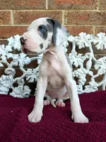 Mira, a female Great Dane for sale in Fort Worth, TX – Photo 4 of 8