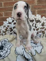 Mira - Euro TPC, a female Great Dane for sale in Fort Worth, TX – Photo 2 of 9