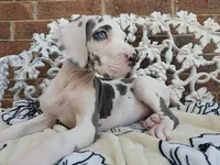 Mira - Euro TPC, a female Great Dane for sale in Fort Worth, TX – Photo 1 of 9