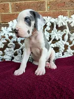 Mira, a female Great Dane for sale in Fort Worth, TX – Photo 1 of 8