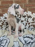 Mira - Euro TPC, a female Great Dane for sale in Fort Worth, TX – Photo 5 of 9