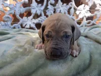 Tonks, a female Great Dane for sale in Fort Worth, TX – 6 of 7