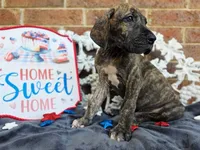 Nimbus, a male Great Dane for sale in Fort Worth, TX – 6 of 9